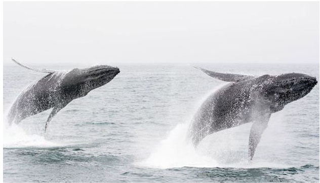 Humpback whales double breaching