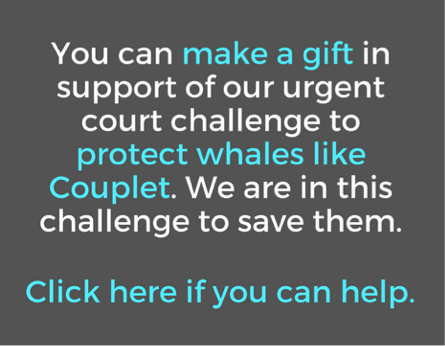You can make a gift here to help save right whales.