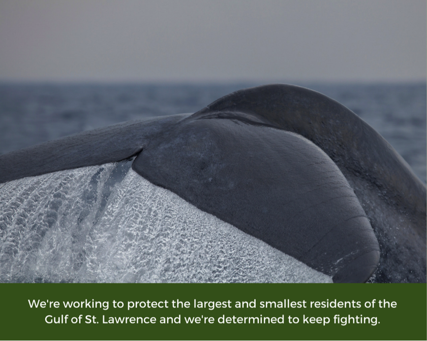 Working to protect largest and smallest residents of the Gulf.