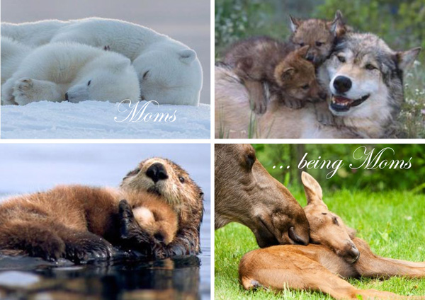 Wildlife mothers and babies