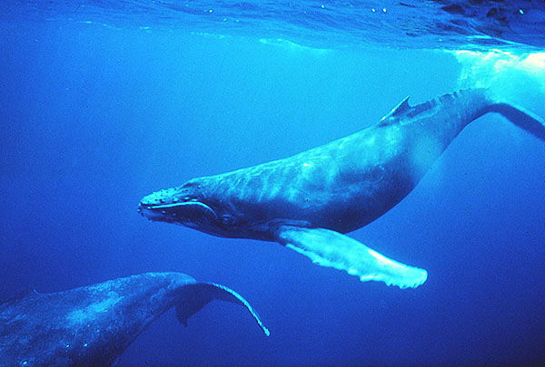 blue-whales.jpg