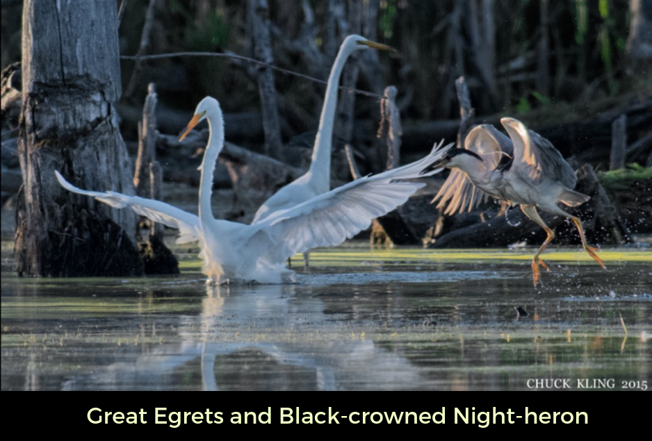 Great Egrets and Black-crowned Night-heron