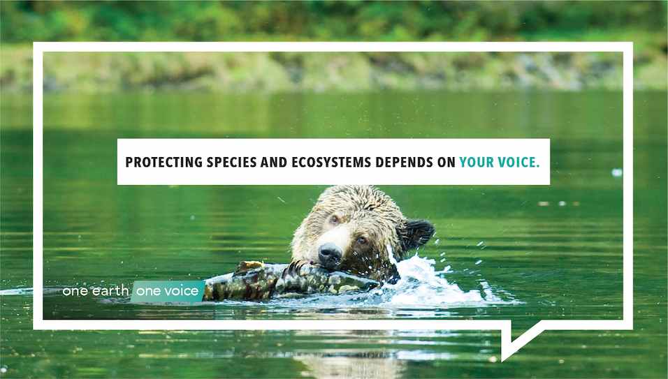 Protecting species and ecosystems depends on your voice!