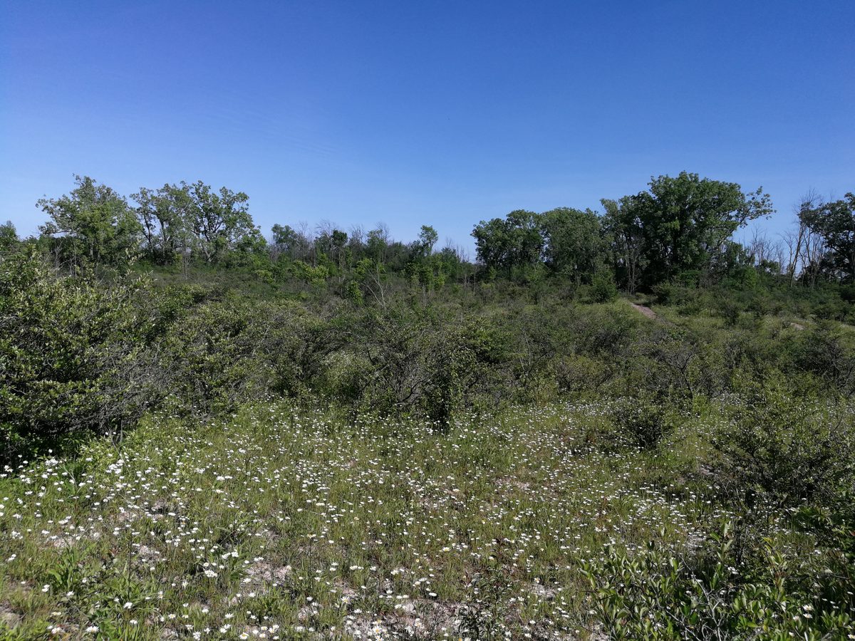 photo of natural site July 2019 before illegal mowing