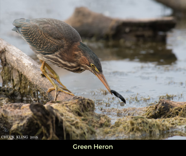Green Heron