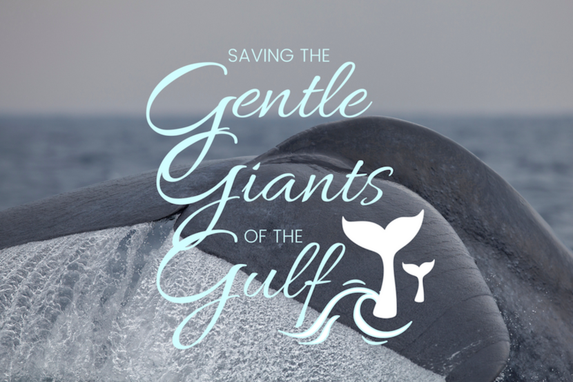 Saving The Gentle Giants of The Gulf