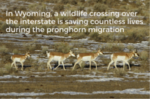 Wildlife crossing save countless migrating pronghorn