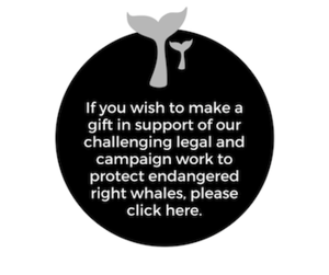 Make a gift in support of saving right whales!