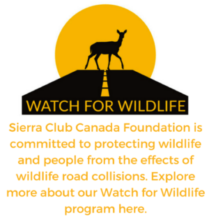 Sierra Club is committed to protecting wildlife and people from the effects of road collisions