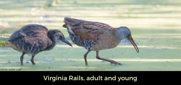 Virginia Rails adult and young