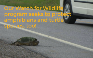 Watch for Wildlife program will protect turtle species, too!