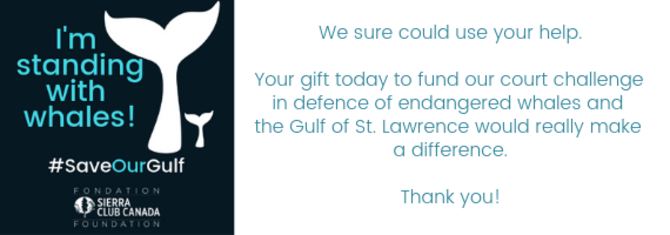 Your help is needed to save right whales and the Gulf.