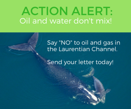 Action Alert - say no to oil and gas in the Laurentian Channel