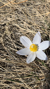 A single prairie crocus flower grows after a long, cold winter in Saskatchewan