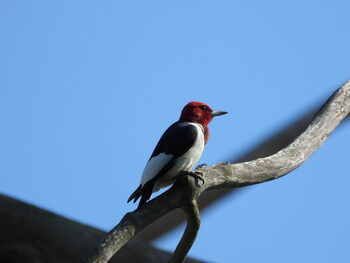 Photo by Marcie Jacklin of red-headed woodpecker which can be found in Waverly Wood. Page: Niagara Regional Official Plan.