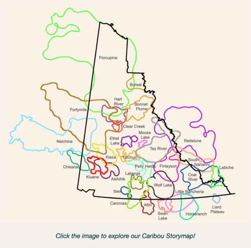 Caribou Storymap from YCS