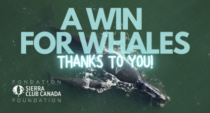A win for whales - thanks to you!