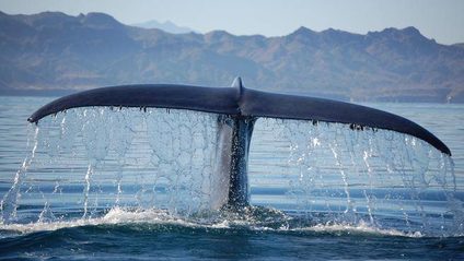 Blue Whale tail flukes