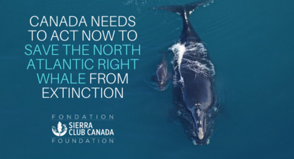 Canada Needs to Act Now to Save the North Atlantic Right Whale from Extinction