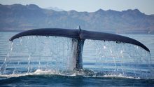Blue Whale tail flukes