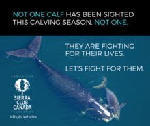 Not one right whale calf has been spotted this calving season. Let's fight for them.