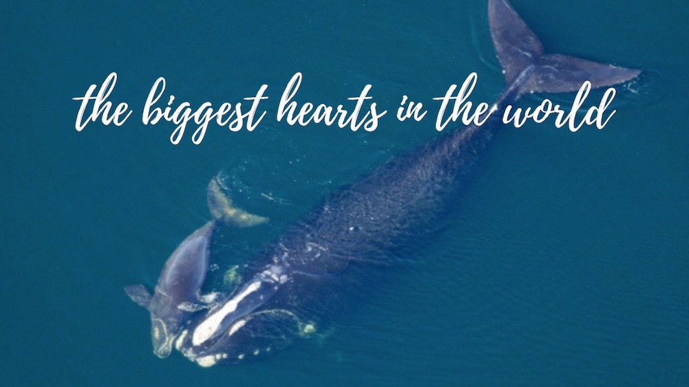 The biggest hearts in the world
