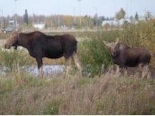 Edmonton is Now Moose-Friendly. Moose in Edmonton.