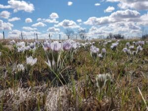 Photo of Crocuses by Jared Wolfe