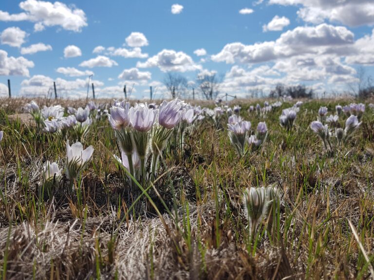 Photo of Crocuses by Jared Wolfe