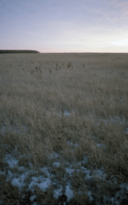 Prairie Grasslands. Page Grasslands Canada