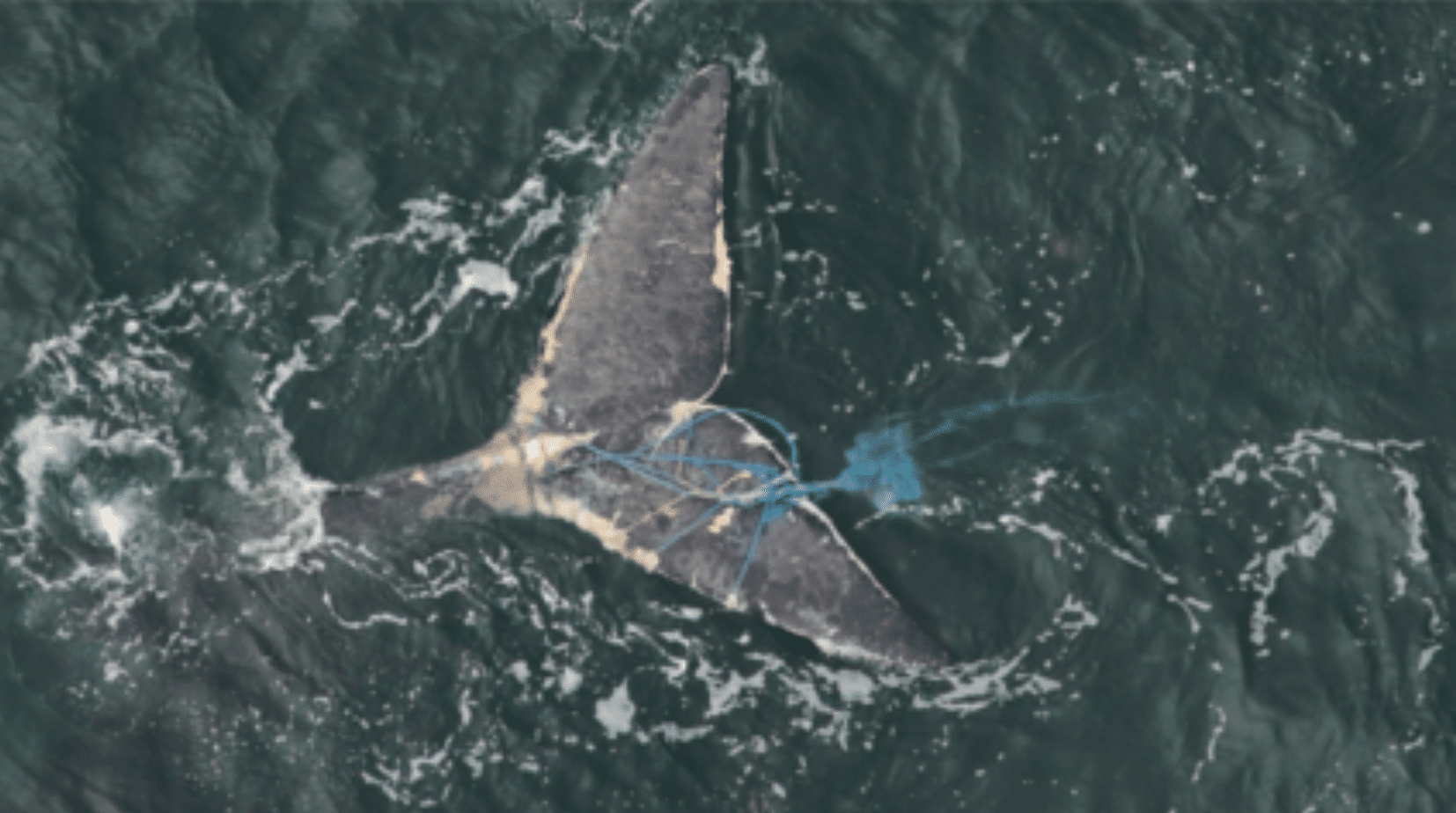 Photo credit: Clearwater Marine Aquarium Research Institute, taken under NOAA research permit 18786.. Page: Climate Change Gulf of St. Lawrence.