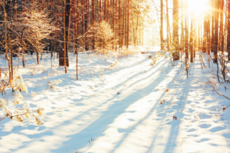 Snow on a forest floor