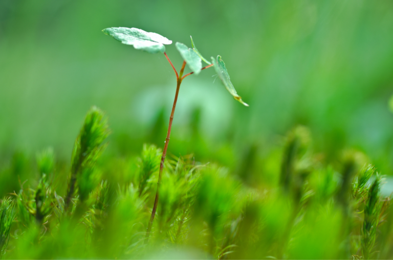 A small tree growing