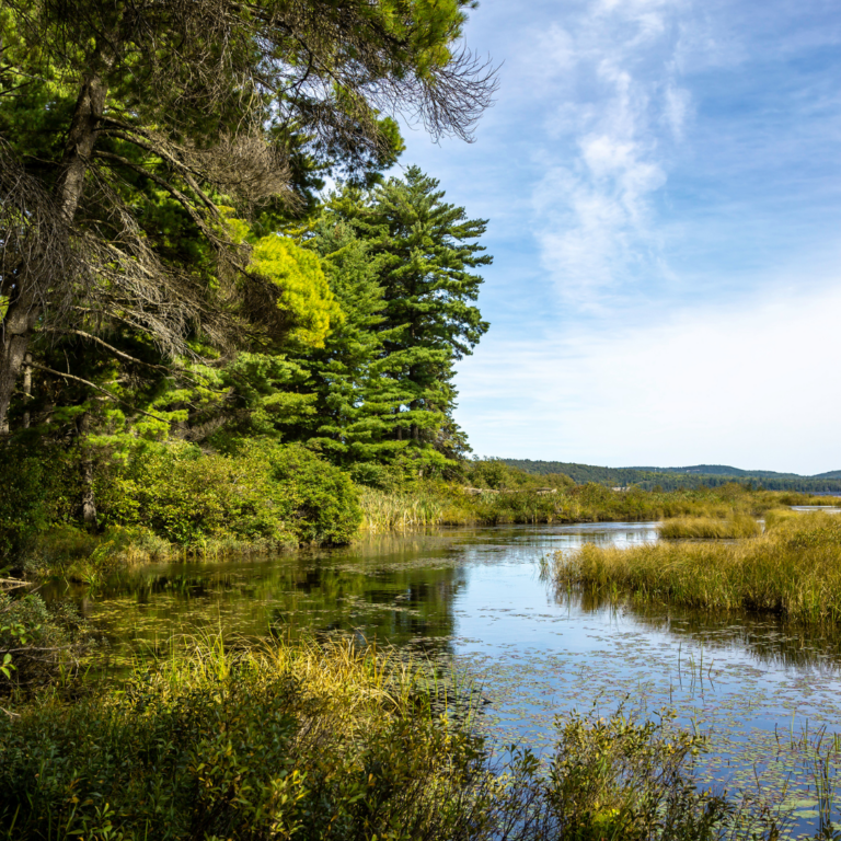 Nature Scene from Ontario