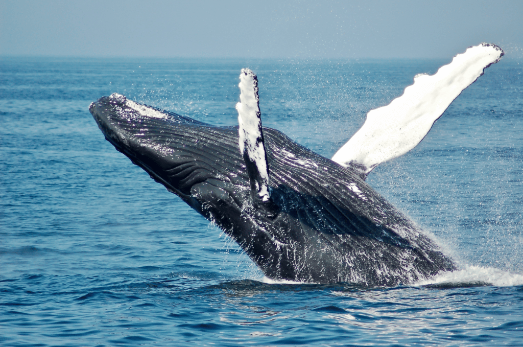 A whale breaking out of the water. Page: Two-Eyed Seeing.