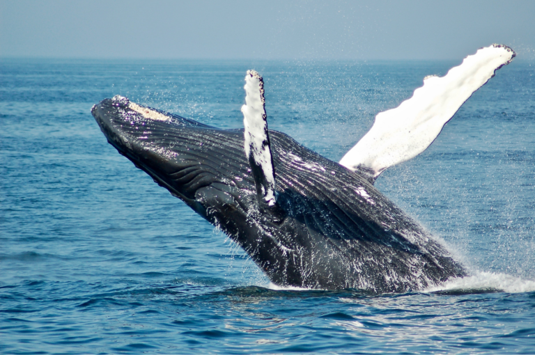 A whale breaking out of the water