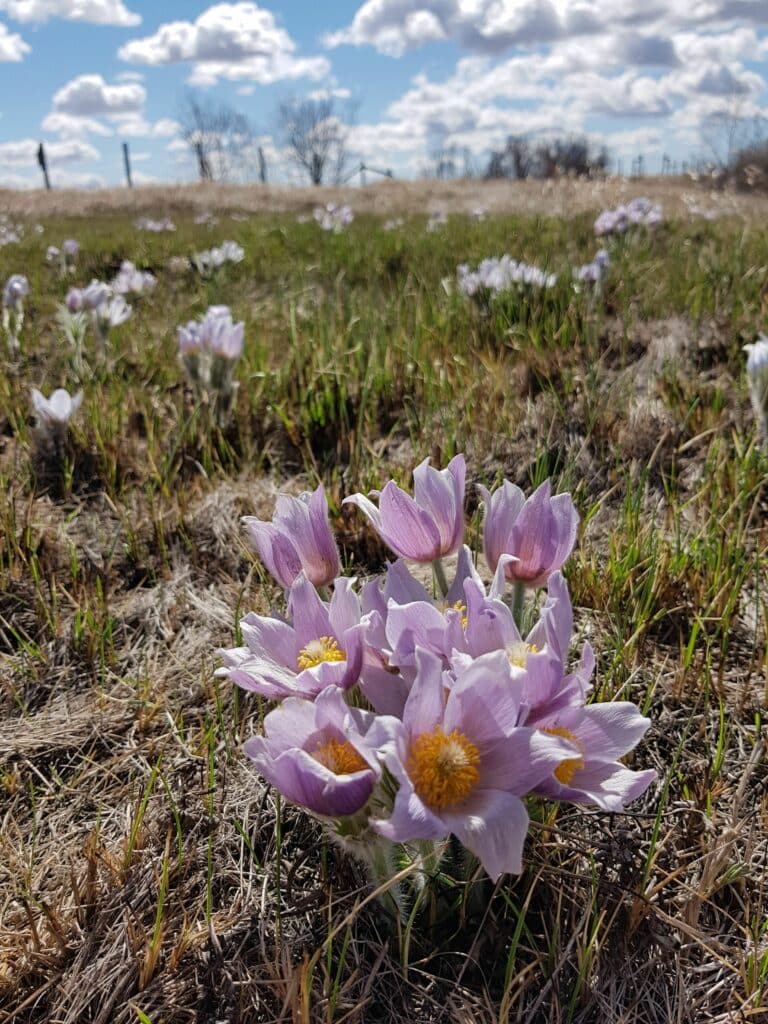 Crocuses. Page: Climate Change in Canada's Prairies.
