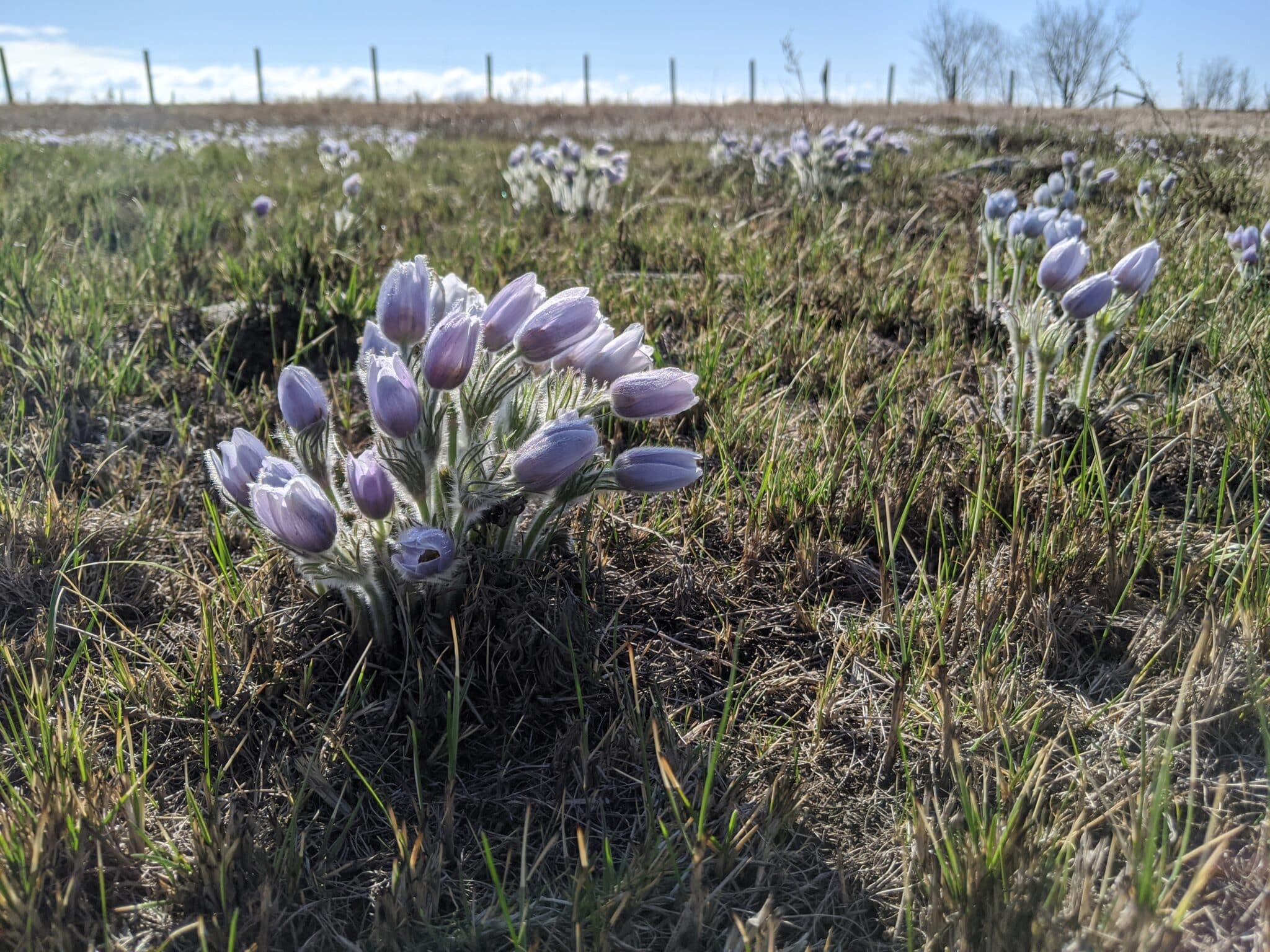 Crocuses in a field. Contact Sierra Club Prairie.