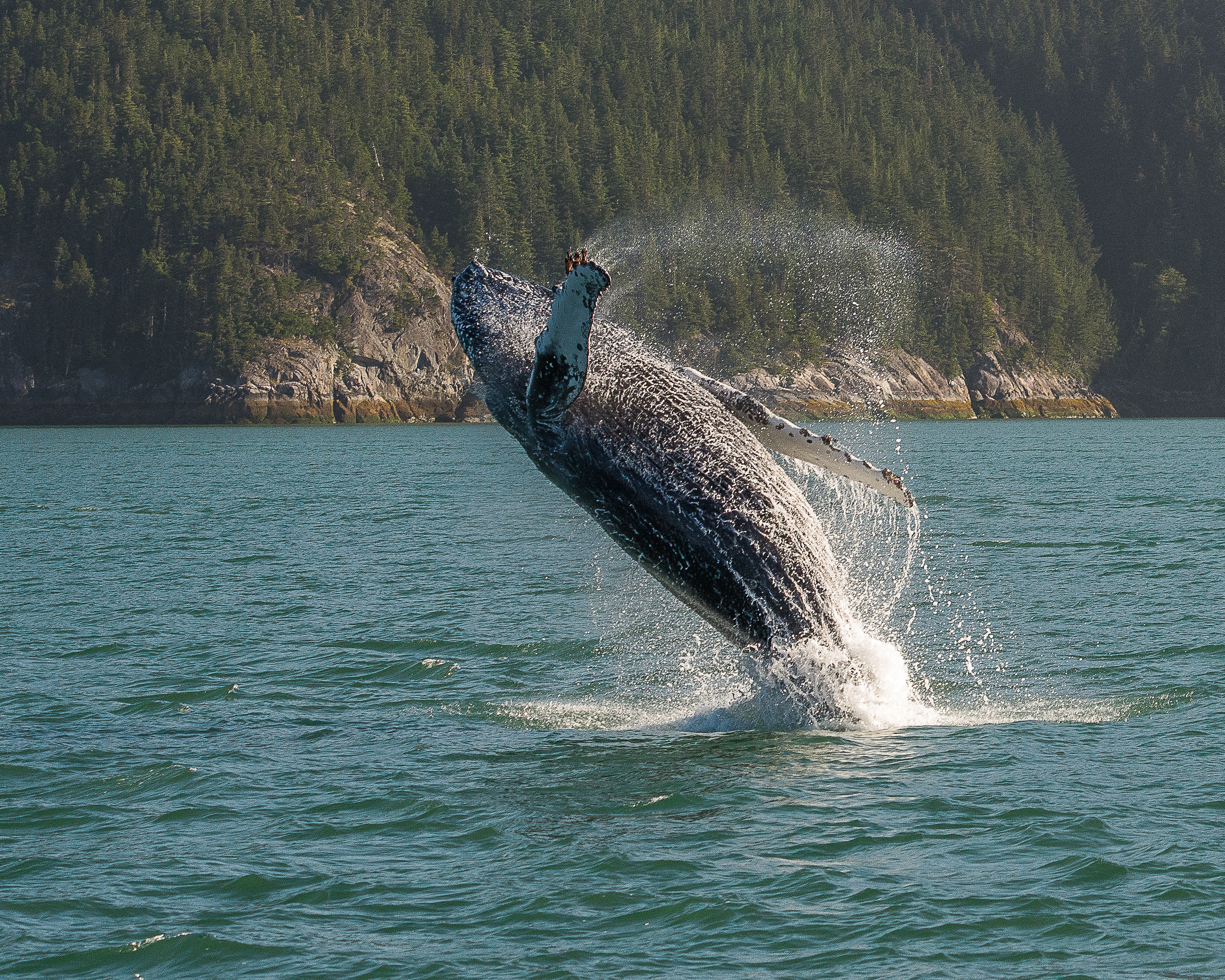 Whale jumping. Page: North Atlantic Right Whales.