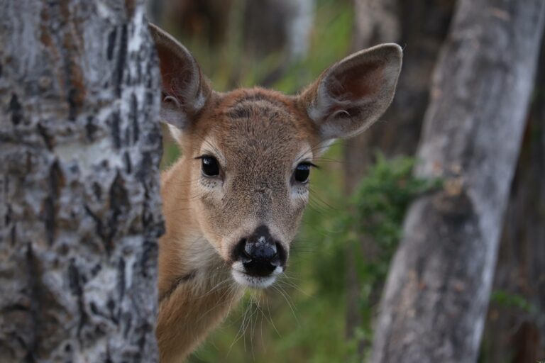 A deer in the woods