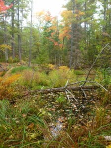 Shaw Woods. Page: Highway 413 Ontario Greenbelt. Glyphosate Canada