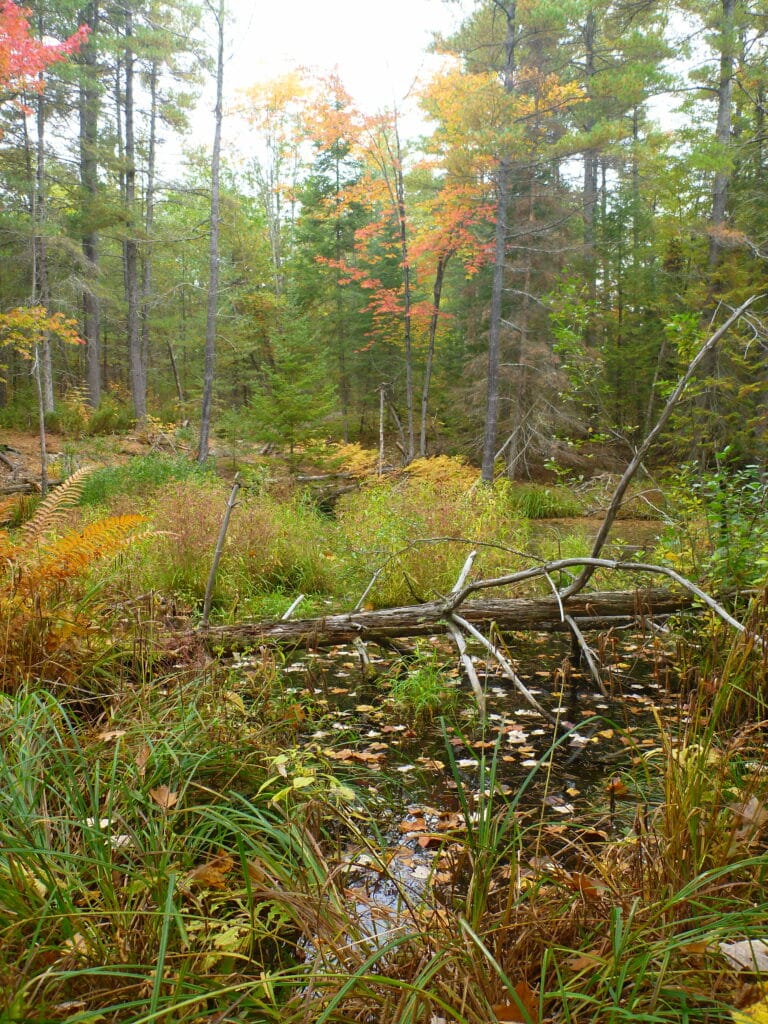 Shaw Woods. Page: Highway 413 Ontario Greenbelt. Pages Glyphosate Canada Wood Pellets Carbon Emissions