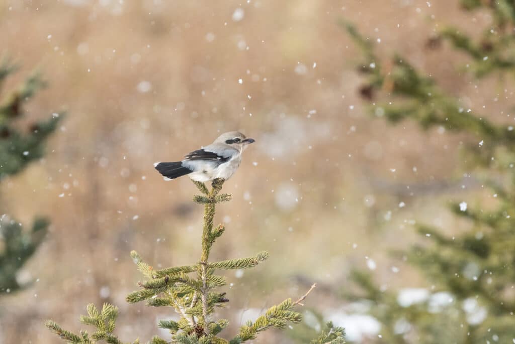 A small bird on the top of a tree in the snow