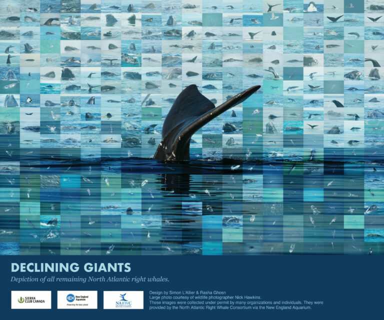 Peinture murale des dernières baleines noires de l'Atlantique Nord