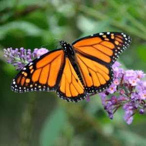 Butterfly on a leaf