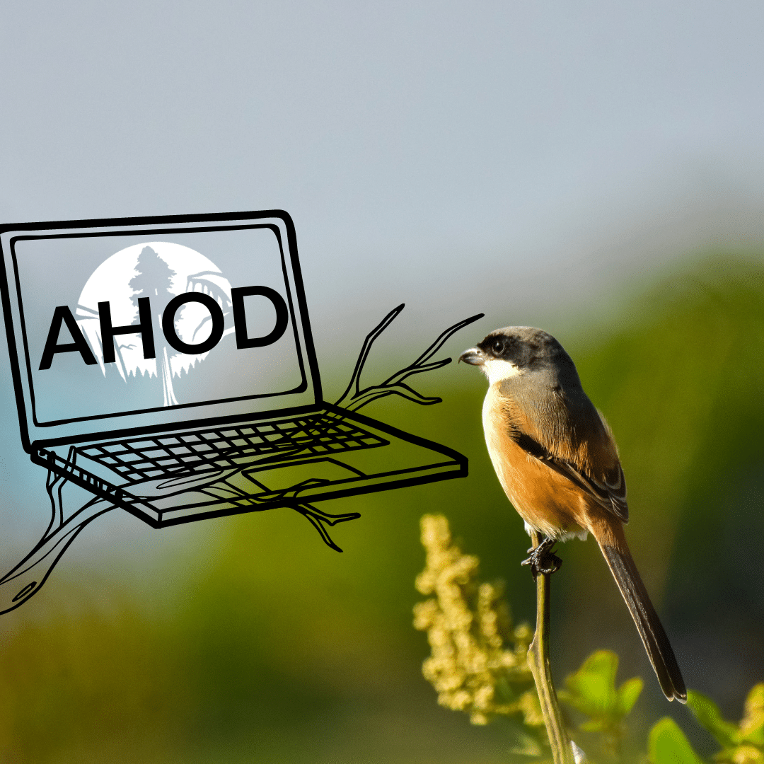 A bird watching Sierra Club Canada's All Hands on Deck Webinars