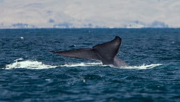 Blue Whale tail just above the water. Page: blue whale project.