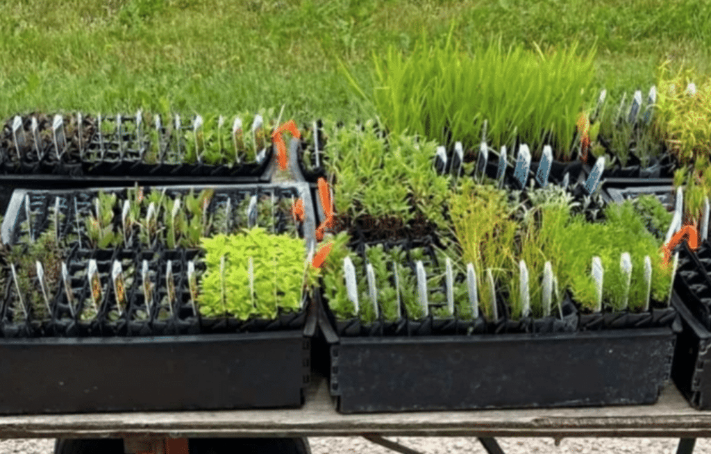 Sierra Club Canada's Prairie Chapter Planting a Community Garden in Winnipeg, Manitoba. Join Sierra Club Prairie.