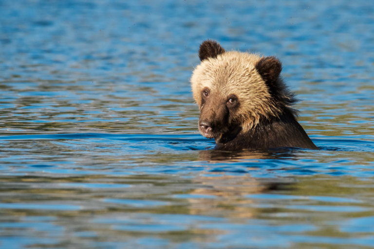 Page Rights of Water. A young bear swimming. Photo by / par Barry Stemshorn