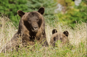 A bear and cub in the grass